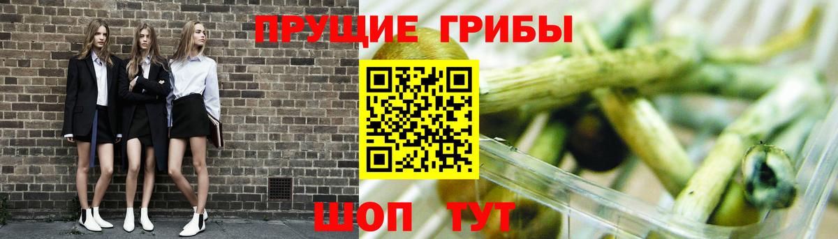 Славгород  Галлюциногенные грибы прущие грибы  Вход с VPN  Псилоцибиновые грибы Psilocybe 